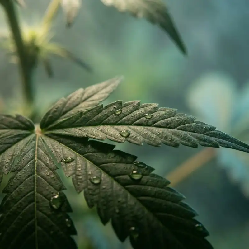 2. Reading a VPD Chart: A Grower's Visual Decoder