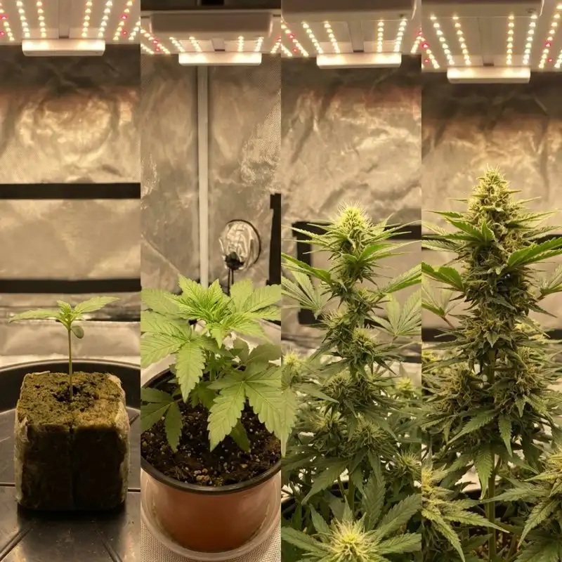 4. How to Control VPD in Your Grow Room