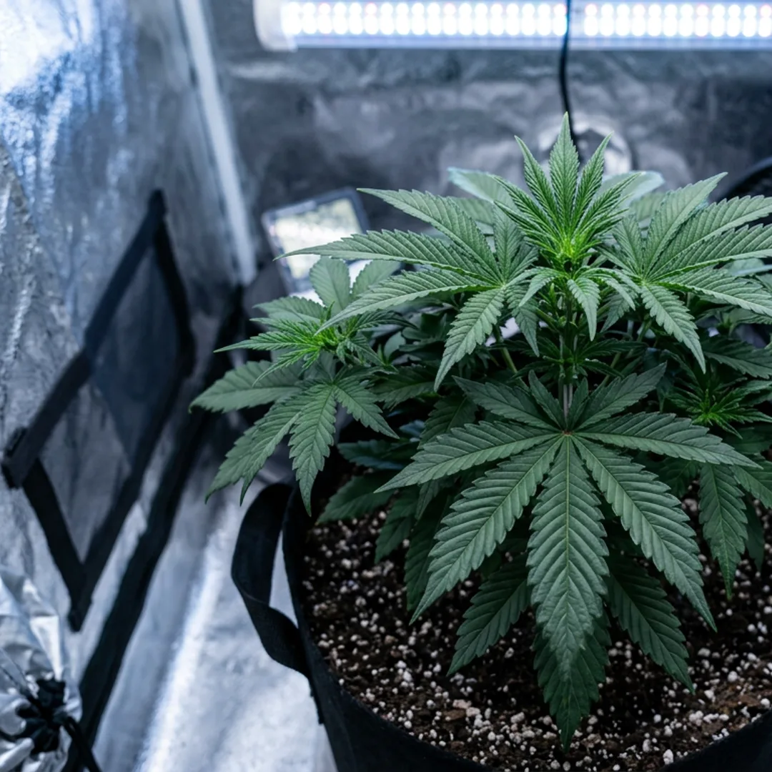 Compact cannabis plant with dense foliage under blue-white LED grow lights, viewed from above in a tent setup.