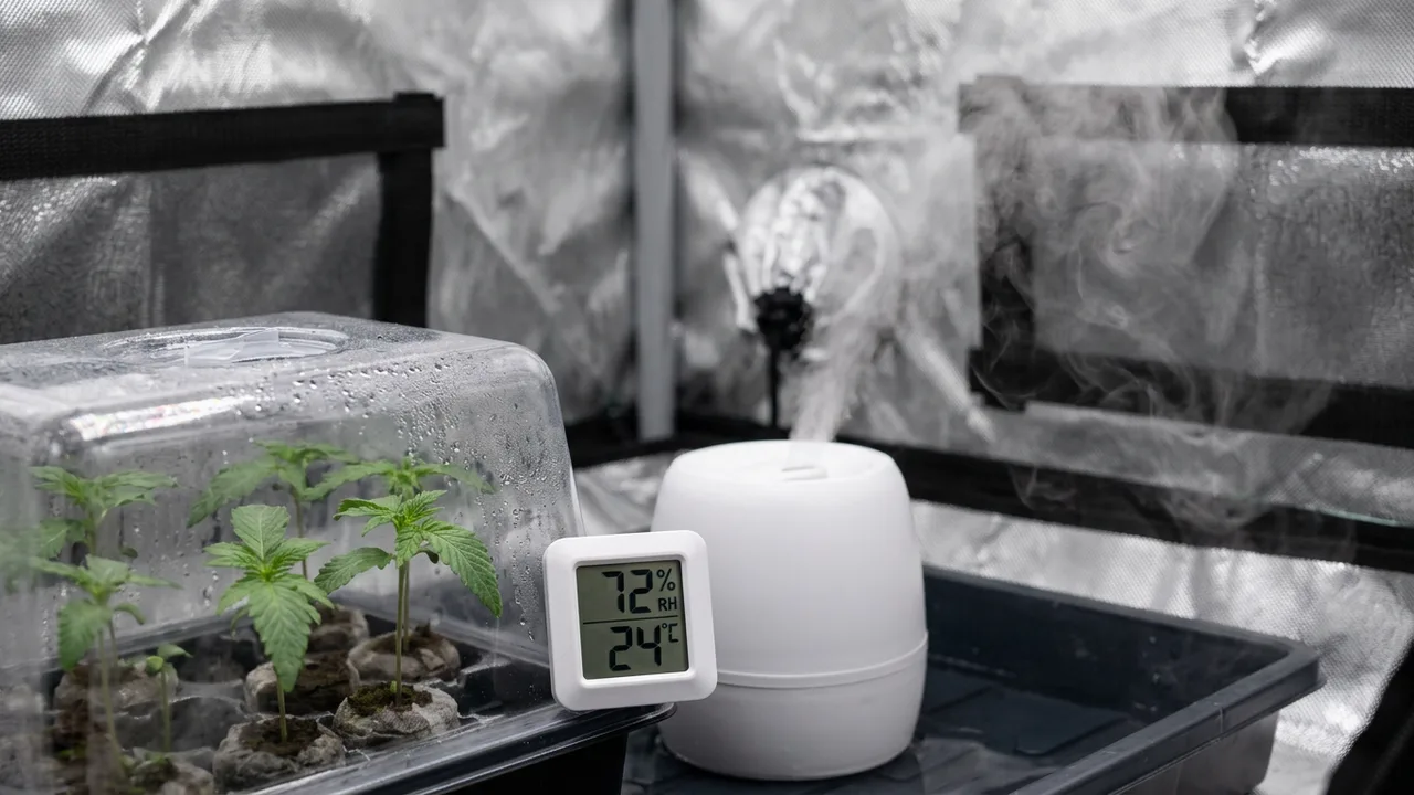 Ultrasonic humidifier producing visible mist in a grow tent with seedlings under a dome and hygrometer showing 72% relative humidity.