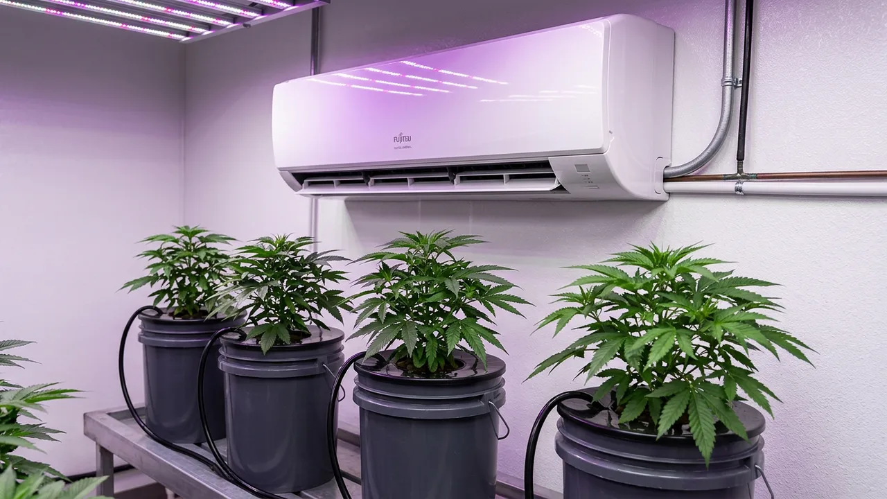 White ductless mini-split HVAC unit mounted on grow room wall above hydroponic buckets with LED light reflecting off its surface.